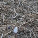 �Naturalmente� non c�� nessuna fontanella (n� per gli animali n� per gli umani) e su tutta l�area spuntano dal terreno i forasacchi: spighe che possono infilarsi facilmente nel pelo per poi avanzare nella pelle causando infezioni agli animali